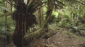 Deštný prales v Tasmánii. Foto: Irena Košková.